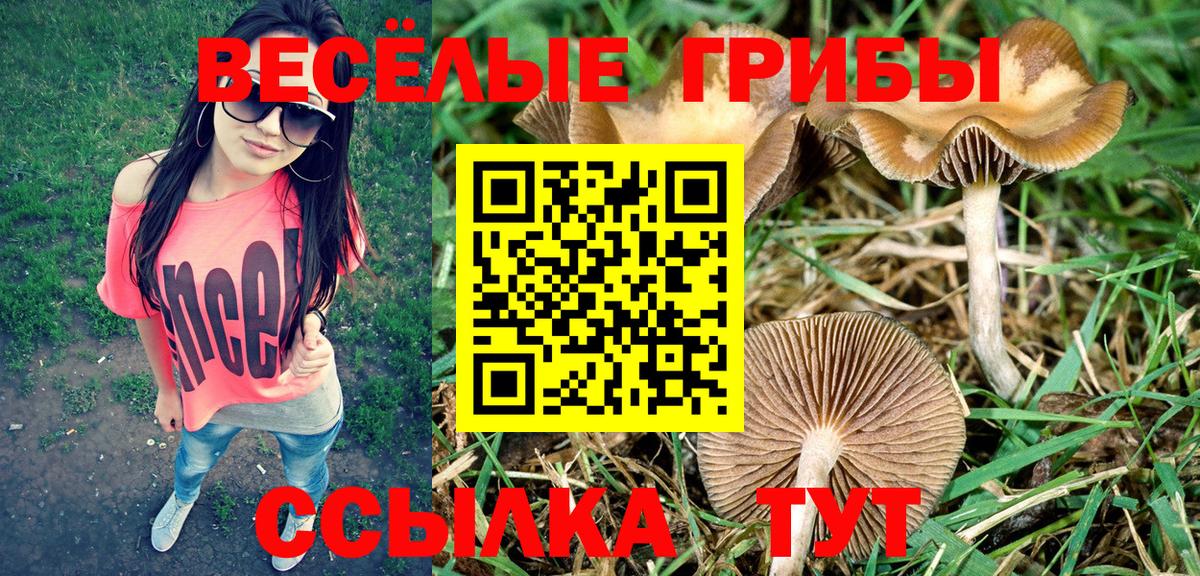 Галлюциногенные грибы Magic Shrooms  Вход с VPN  где продают   Ачинск  Псилоцибиновые грибы GOLDEN TEACHER 